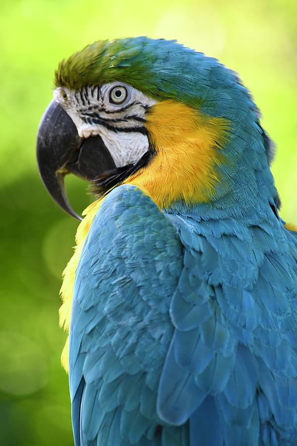 Beauty of the Blue and Gold Macaw Photograph by Richard Bryce and Family