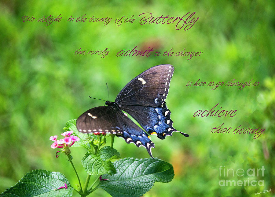 Beauty of the Butterfly Photograph by Sandra Clark