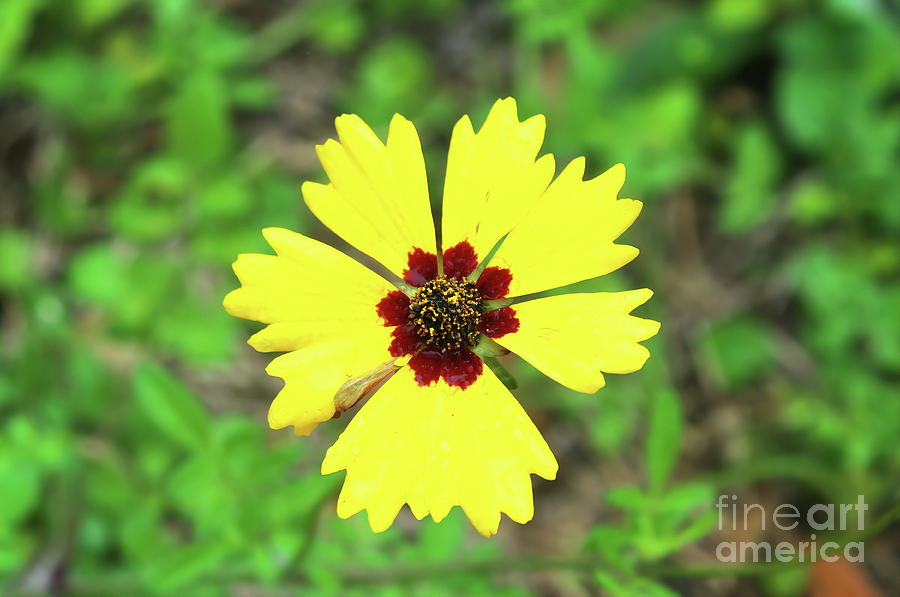 Beauty Of The Coreopsis Photograph