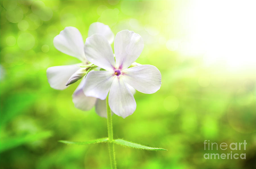 Beauty of the Forest Floor Botanical / Nature / Floral Photo Photograph by PIPA Fine Art - Simply Solid