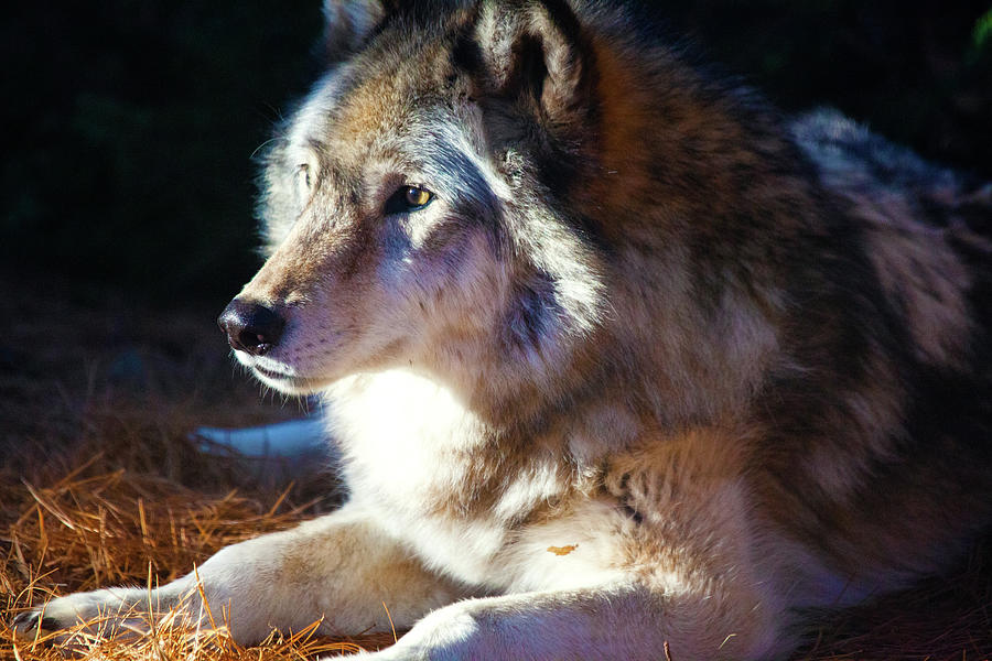 Beauty Of The Gray Wolf Photograph by Karol Livote
