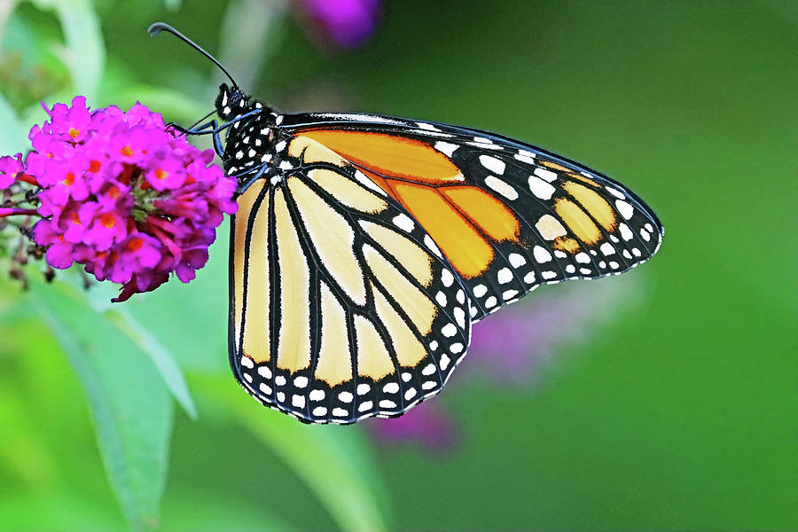 Beauty Of The Monarch Butterfly Photograph by Debbie Oppermann - Fine ...