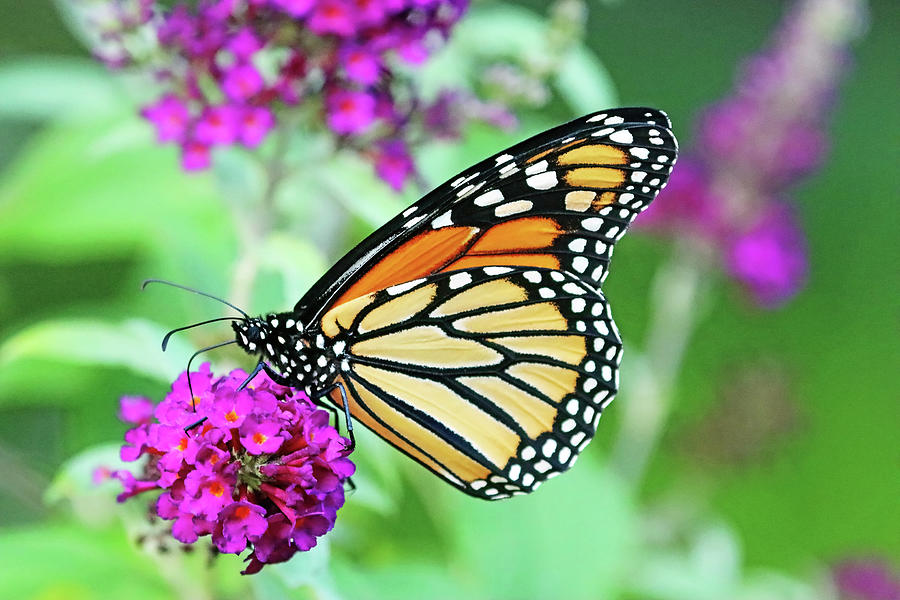 Beauty Of The Monarch Photograph by Debbie Oppermann - Fine Art America