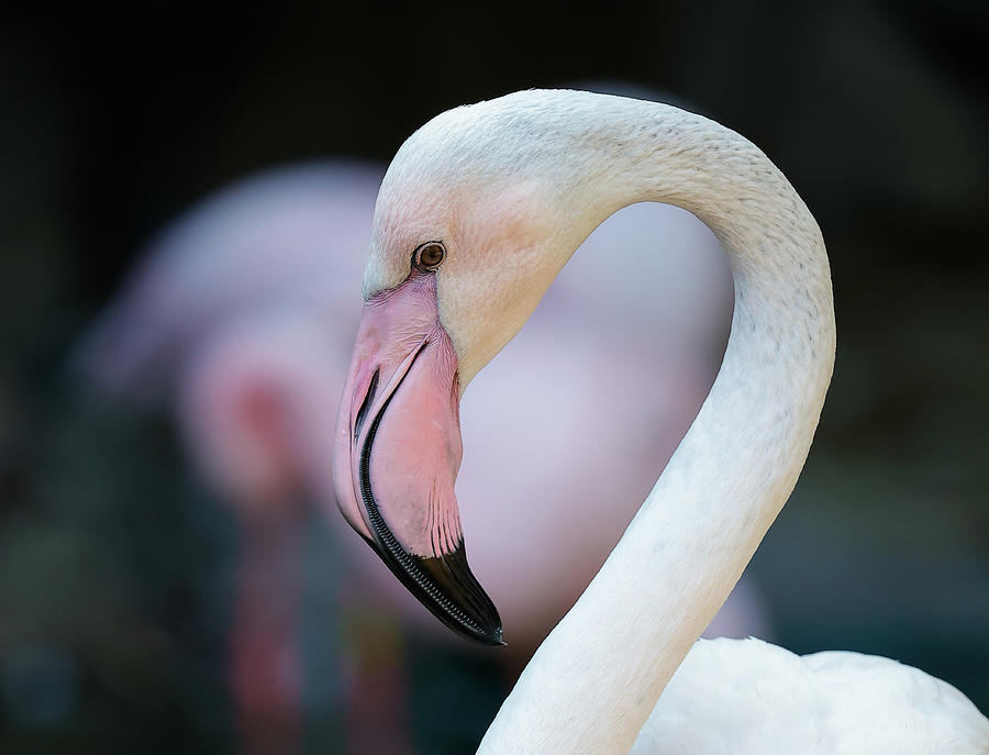 Beauty Of The Pink Flamingo Photograph by Athena Mckinzie