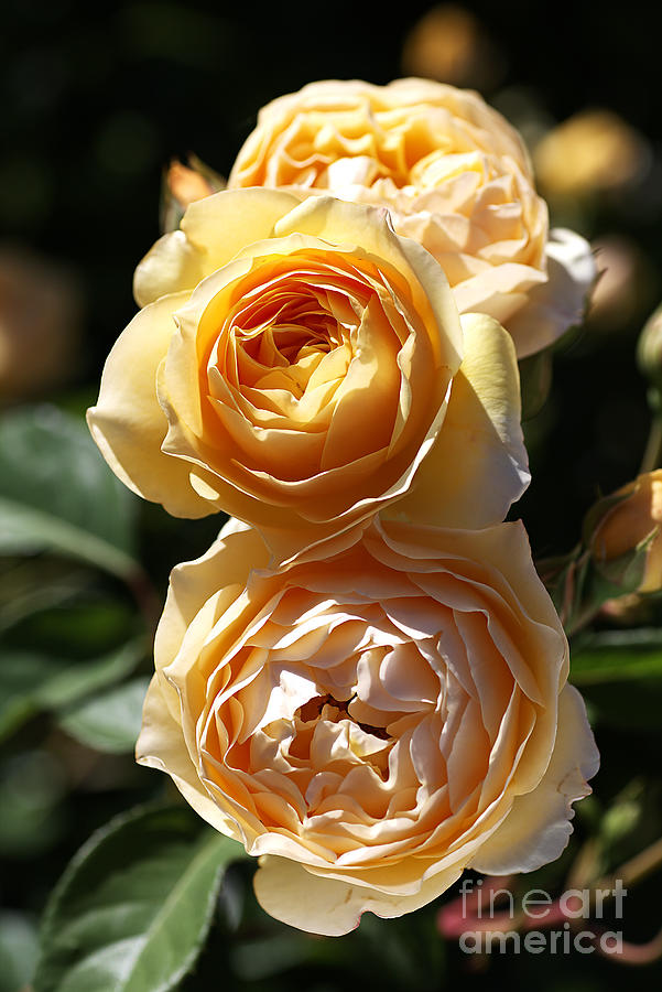 Beauty Of The Rose Photograph by Joy Watson