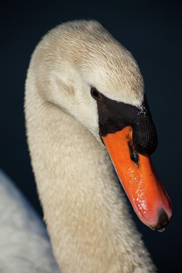 Beauty Of The Swan Photograph by Karol Livote