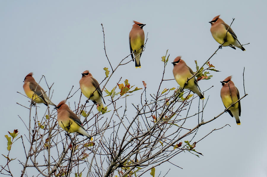 Beauty Of The Waxwing Photograph by Karen Wiles