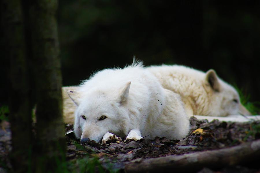 Wolves Photograph - Beauty of Wolves by Lkb Art And Photography