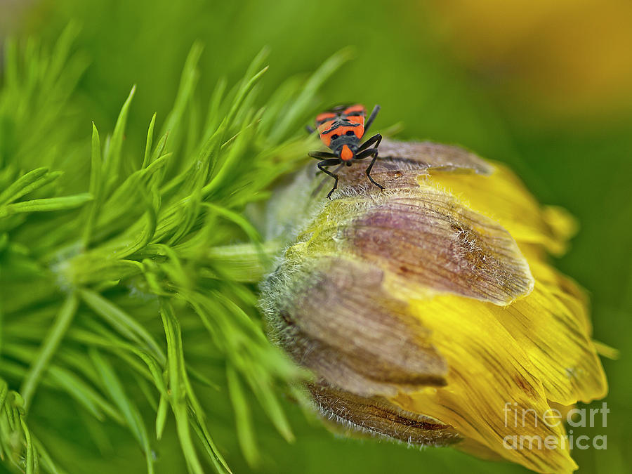 BEAUTY ON BEAUTY  RED AND BLACK ON YELLOW beetle ON WILD FLOWER SWEDEN Lygaeus equestris Photograph by Tatiana Bogracheva