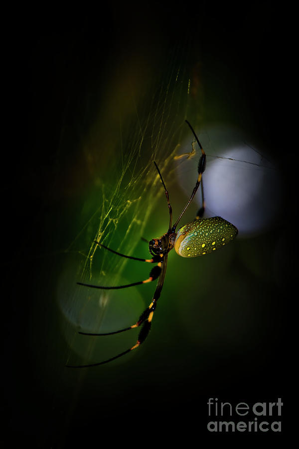 Beauty On The Real Web Photograph by Al Bourassa