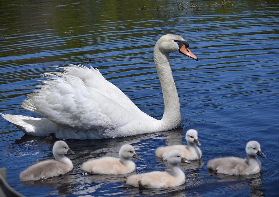 Beauty on The Water Photograph by Linda Howes - Fine Art America