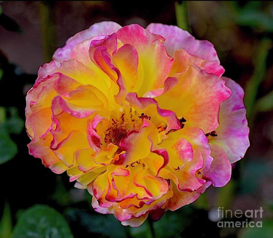Beauty Rose Digital Art by Tammy Keyes