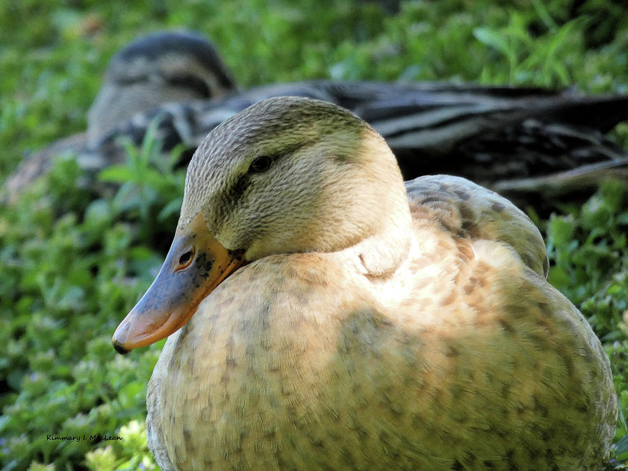 Beauty the Duck Photograph by Kimmary I MacLean