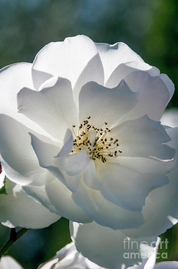 Beauty White 2021 Photograph By Michael Ziegler Fine Art America