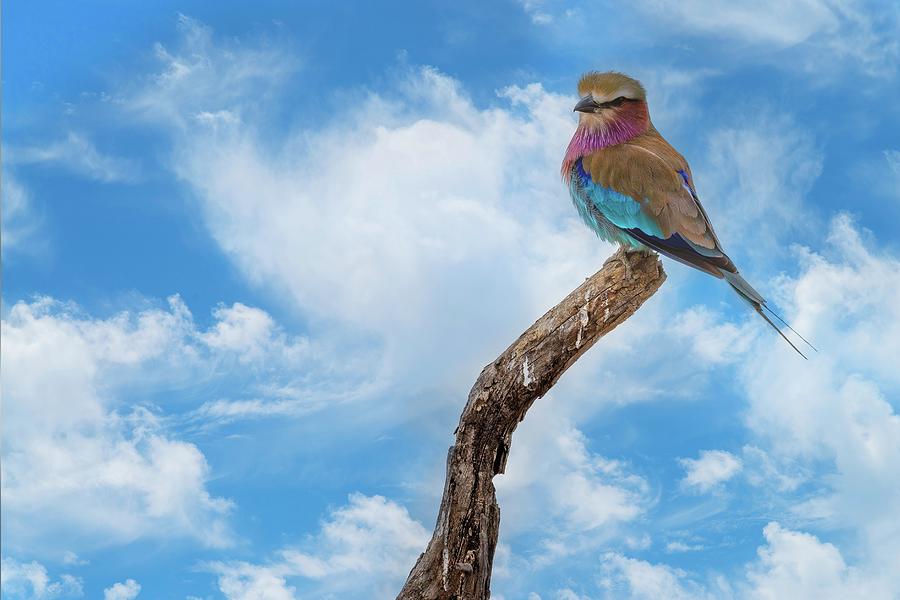 Nature Photograph - Beauty With Wings, The Lilac Breasted Roller by Kay Brewer