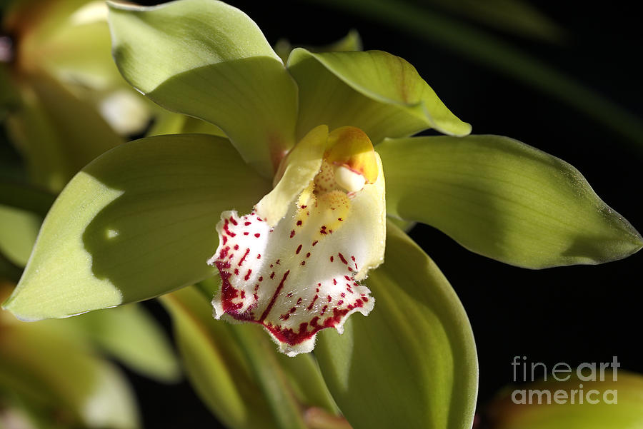 Orchid Photograph - Beauty Within A Green Orchid by Joy Watson