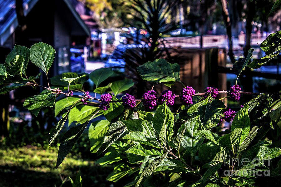 Beautyberry Bush At Ponce de Leon Springs Florida Photograph by Philip And Robbie Bracco