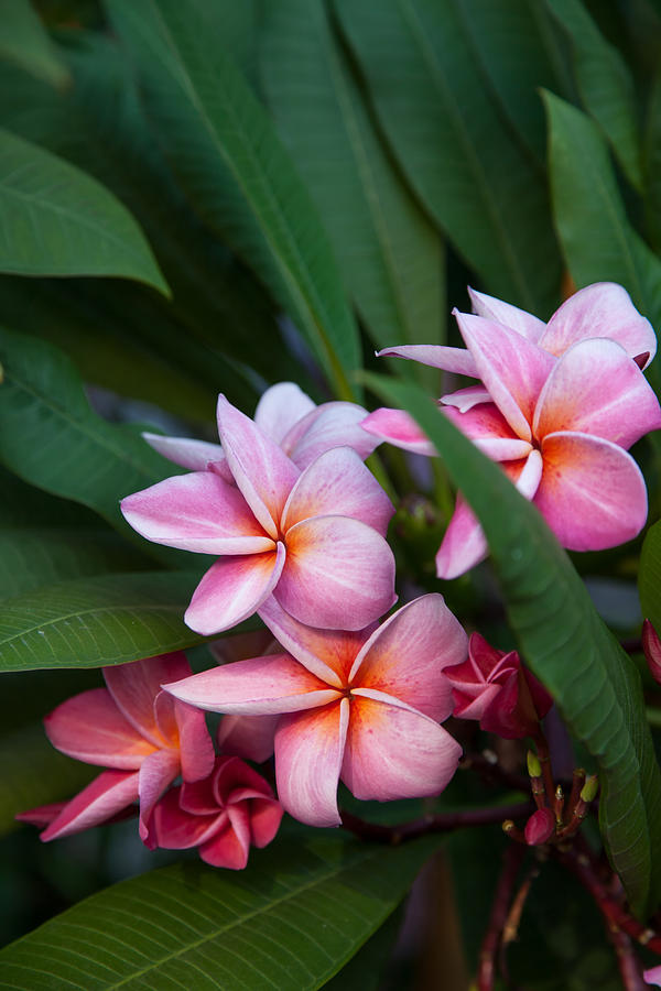 Beautyful Pink frangipani flower Photograph by Joe Schoen