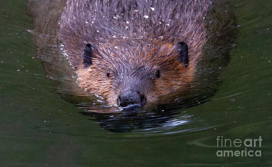 Mammal Photograph - Beaver 1 by Chris Scroggins