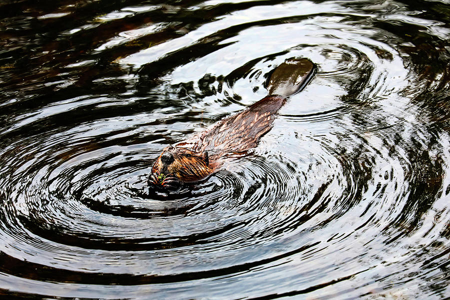 Beaver 1B Photograph by Sally Fuller