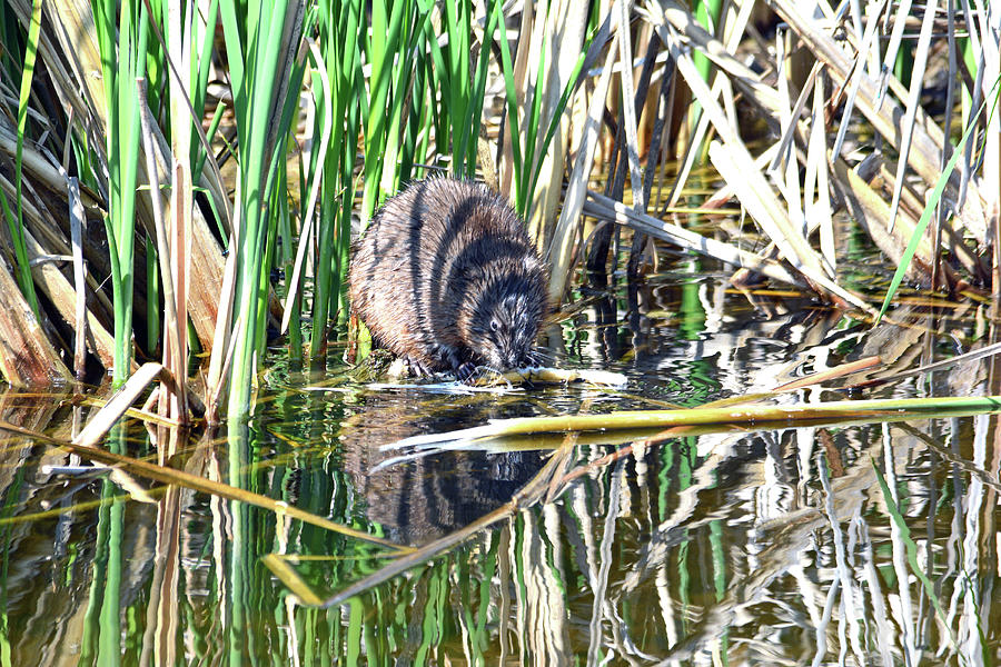 Beaver at Wilsons Pond Photograph by Michelle Halsey