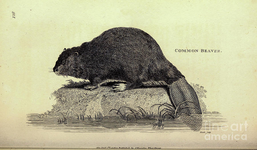Beaver By George Shaw q Drawing by Historic illustrations