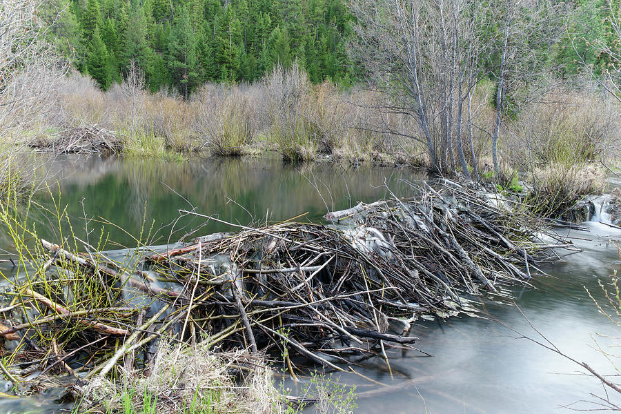 Beaver Dam Photograph