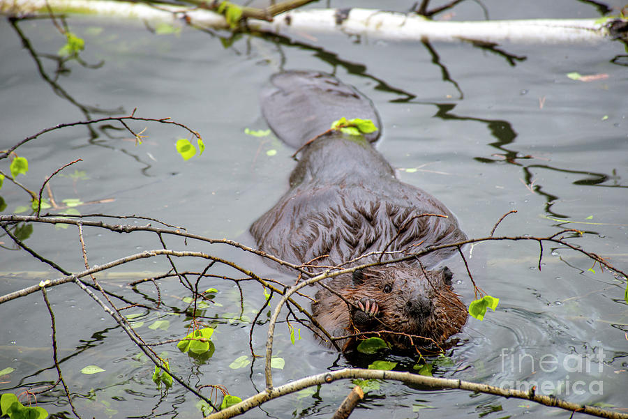 Beaver Eating Branch Photograph by David Arment