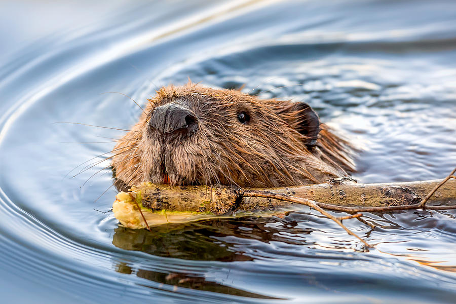Beaver Face Swimming with Stick Photograph by Troy Harrison