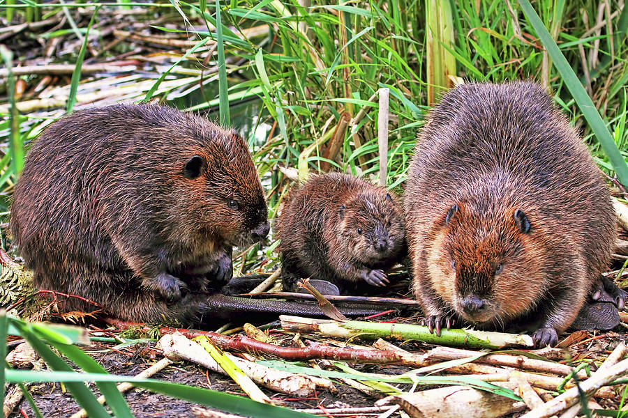 Beaver Family - Sunshine Coast, British Columbia Photograph by Peggy Collins