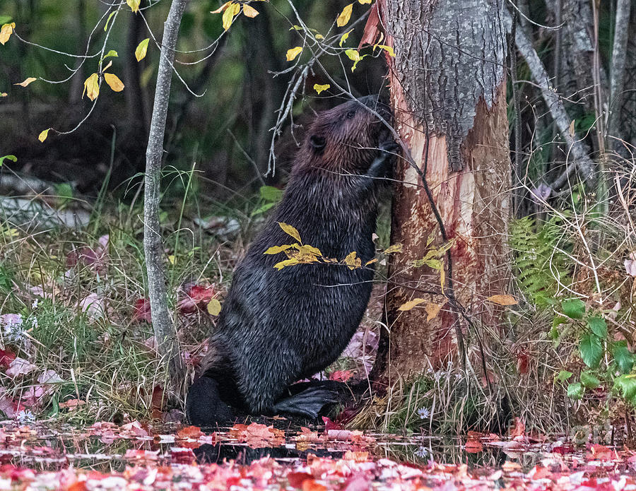 Beaver Gnawing on a Tree Photograph by Ilene Hoffman