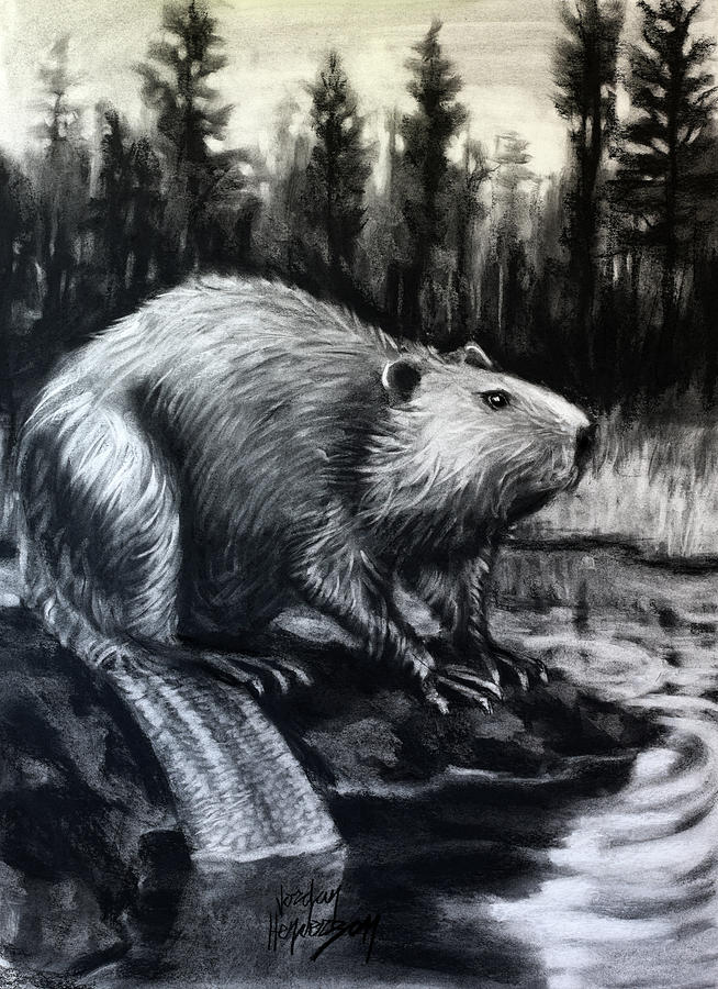 Beaver Drawing by Jordan Henderson