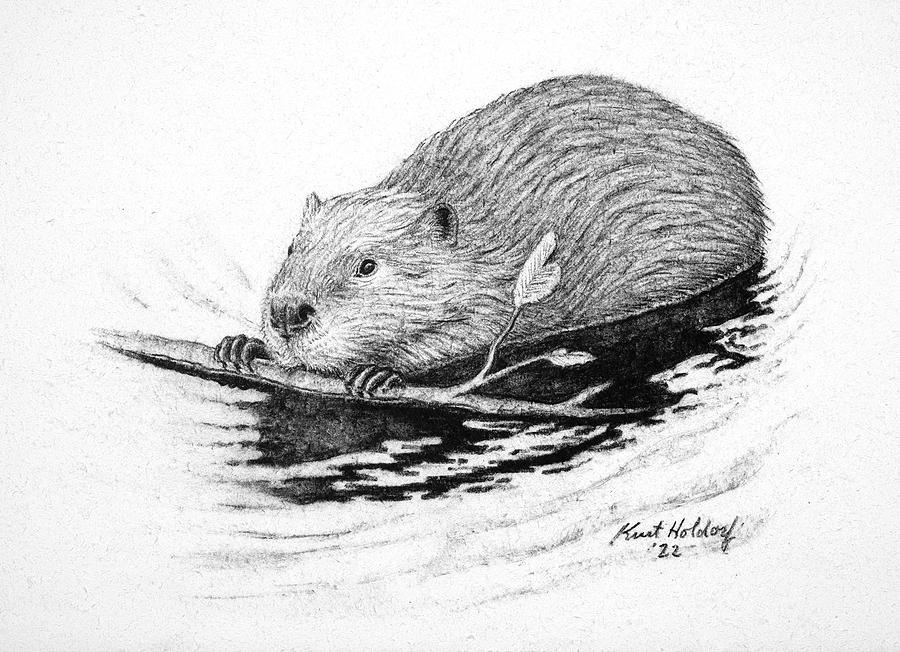 Beaver Drawing by Kurt Holdorf