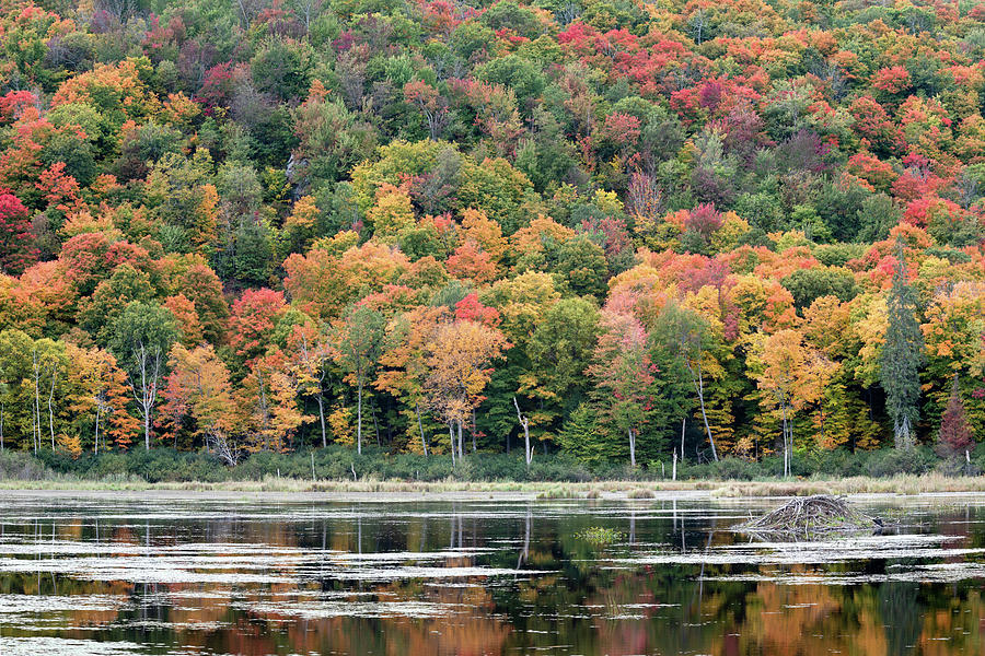 Beaver Lodge in Gatineau Park Photograph by Michael Russell