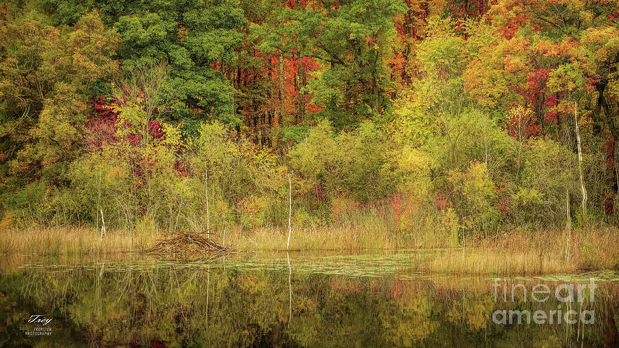 Nature Photograph - Beaver Lodge by Trey Foerster