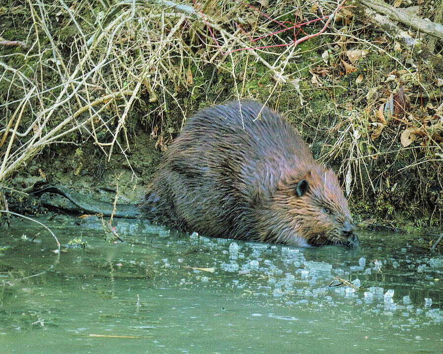 Beaver on Icy Bank Photograph by Dennis Lundell