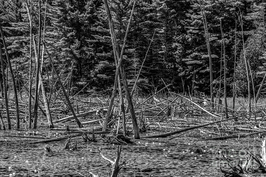 Beaver Pond Acadia National Park Photograph