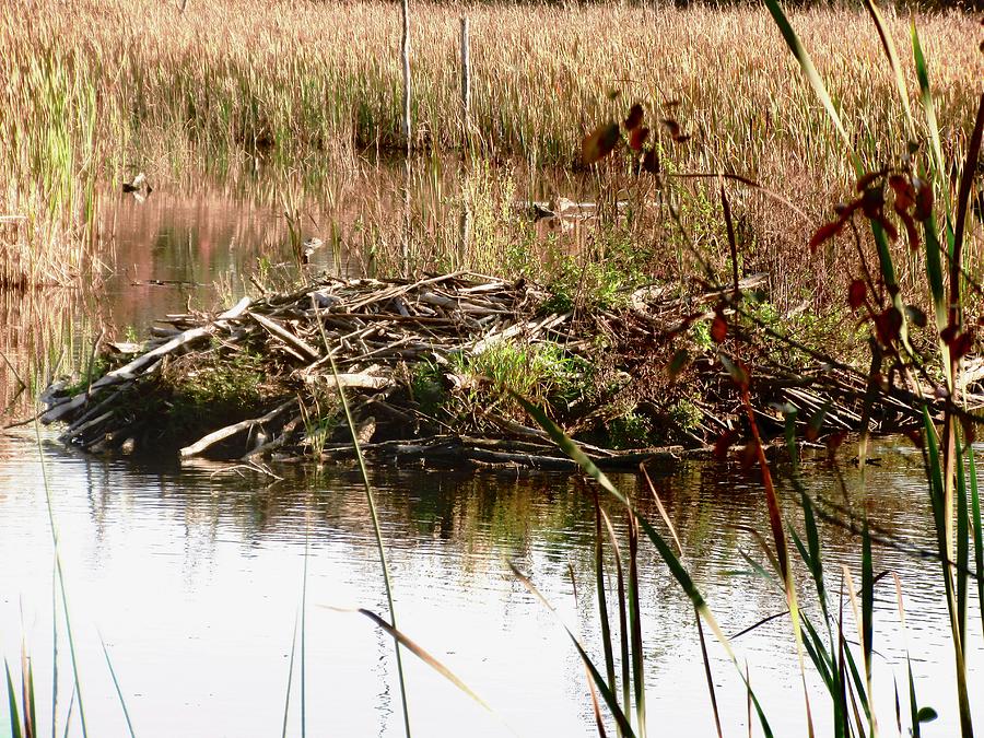 Reeds Photograph - Beaver Pond by Stephanie Moore