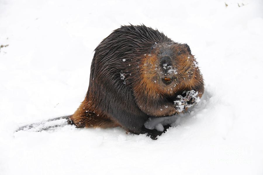 Beaver Posing Photograph by Sandra Updyke