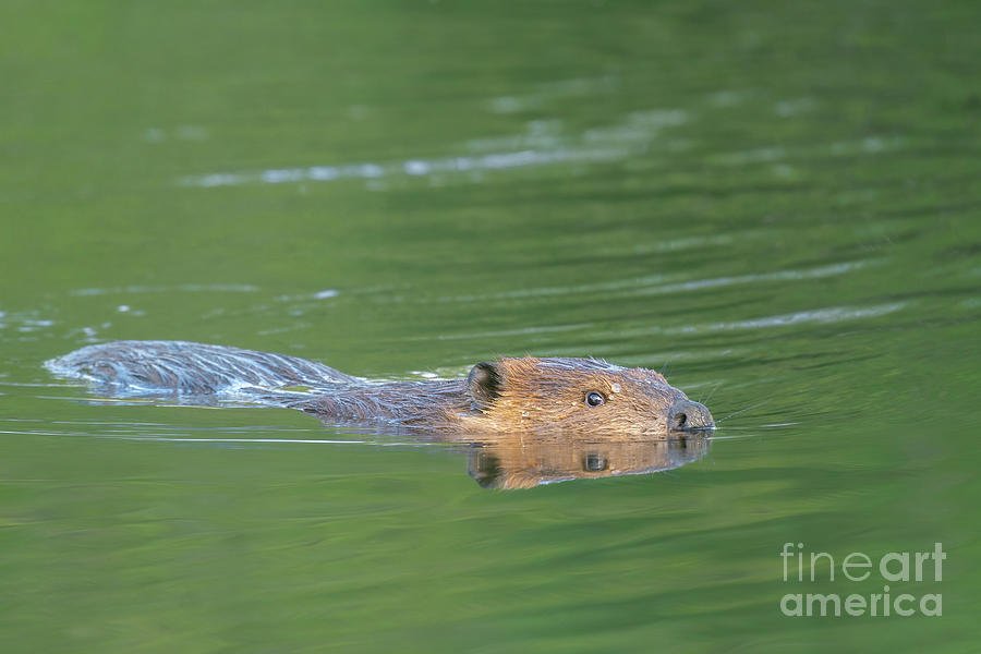 Beaver Reflection Photograph by Nancy Gleason