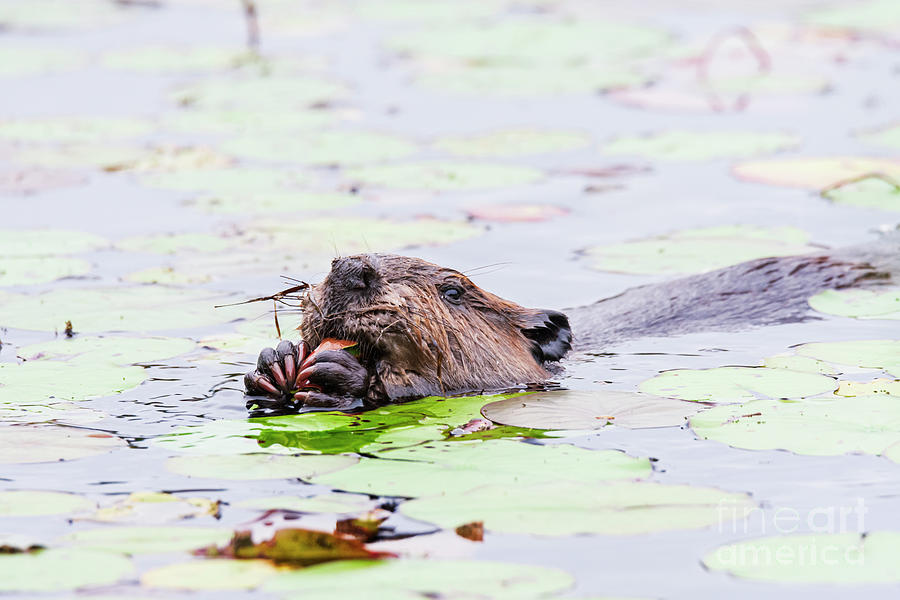 Beaver Swimming Forward Photograph by Ilene Hoffman