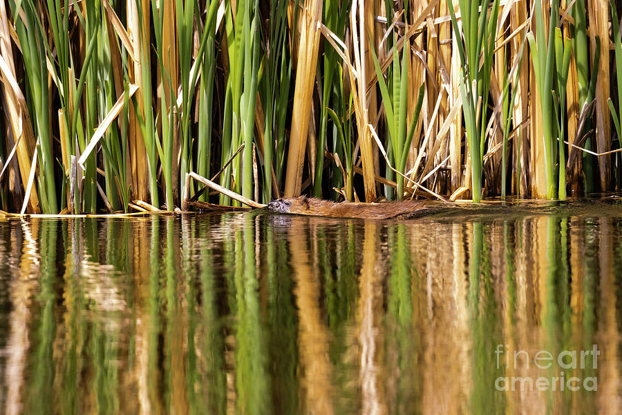 Beaver Swimming Photograph by Steven Krull