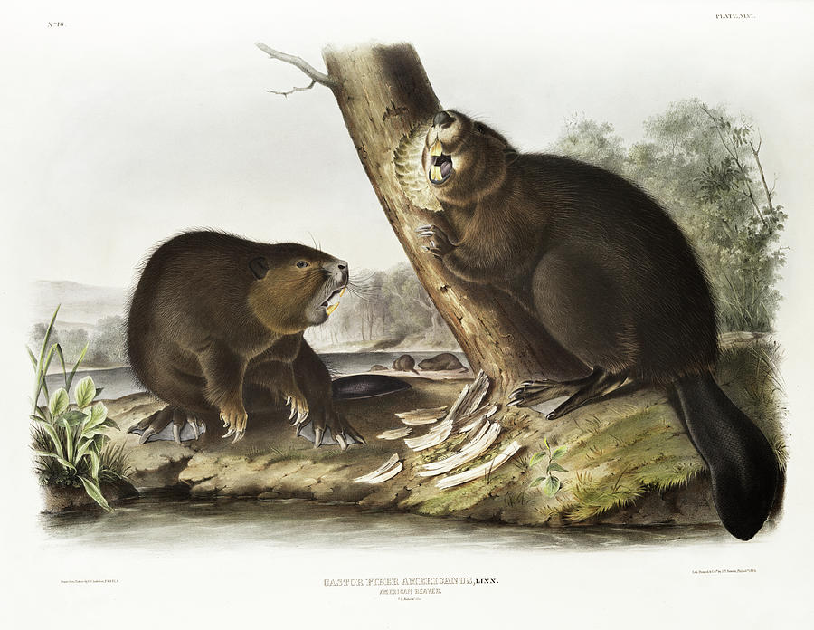 Beavers. John Woodhouse Audubon Illustration Mixed Media by World Art Collective