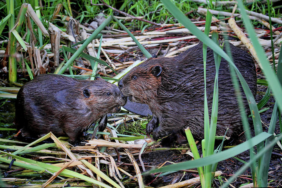 Beavers Kissing Photograph by Peggy Collins