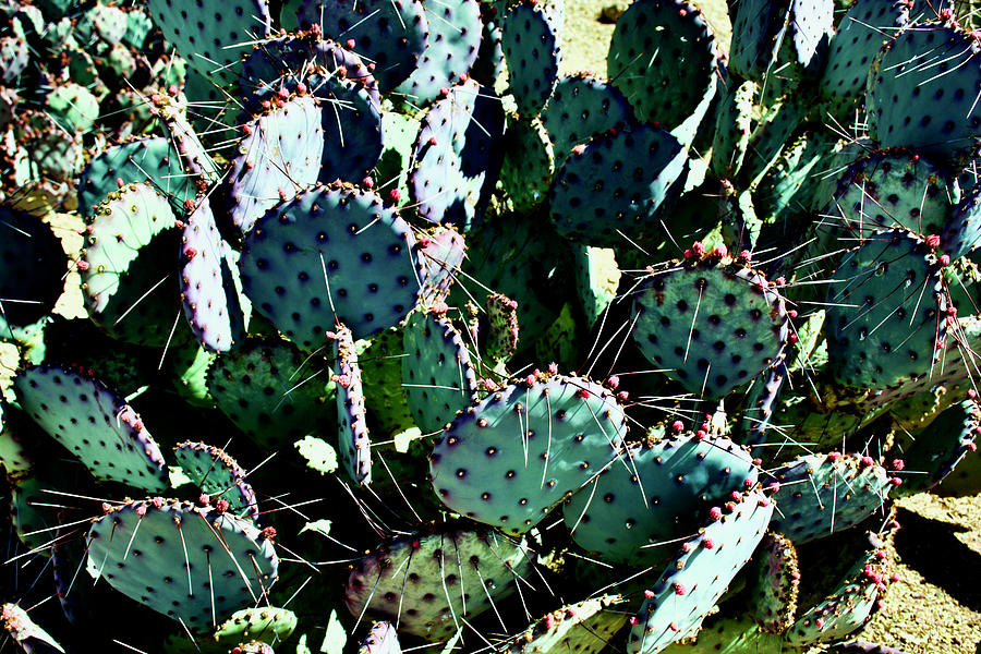 Beavertail Prickly Pear Cactus at San Xaviar del Bac Mission in Tucson, Arizona Photograph by Ruth Hager