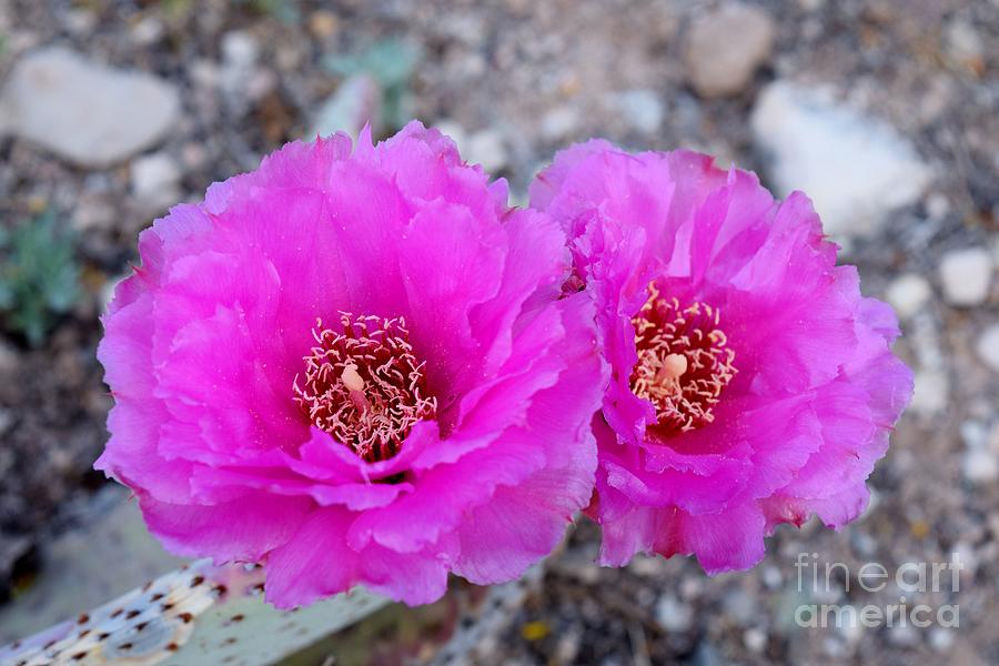 Beavertail Prickly Pear Duet Photograph by Janet Marie