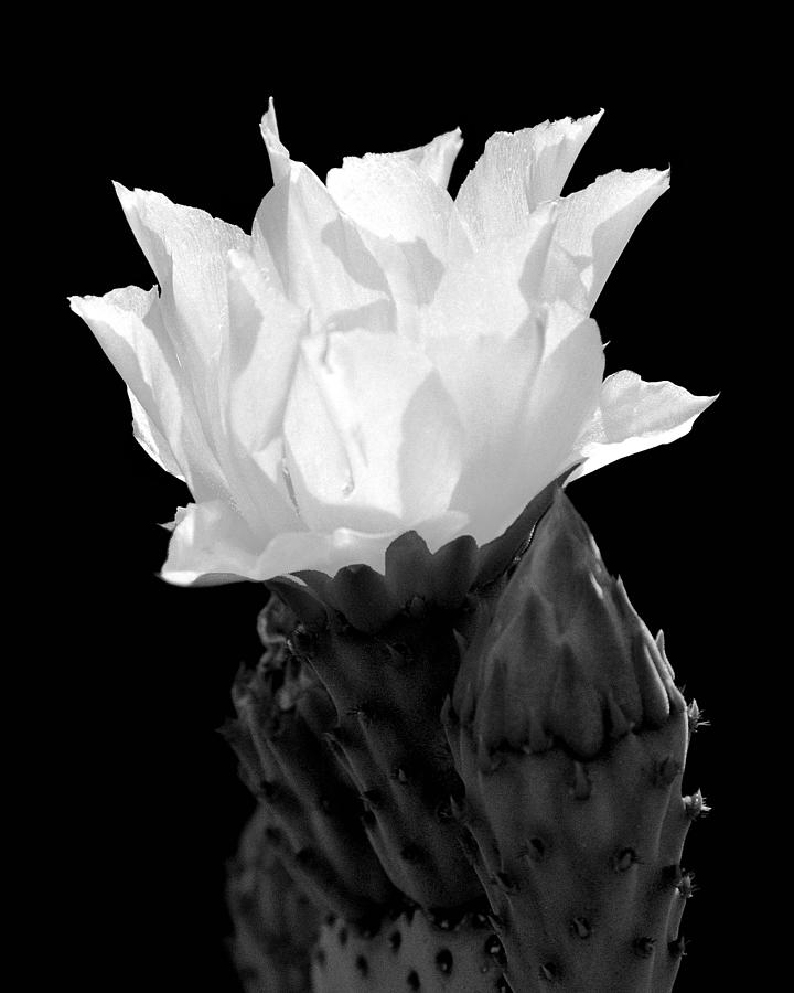 Beavertail Prickly Pear Flower In Monochrome Photograph by Douglas Taylor