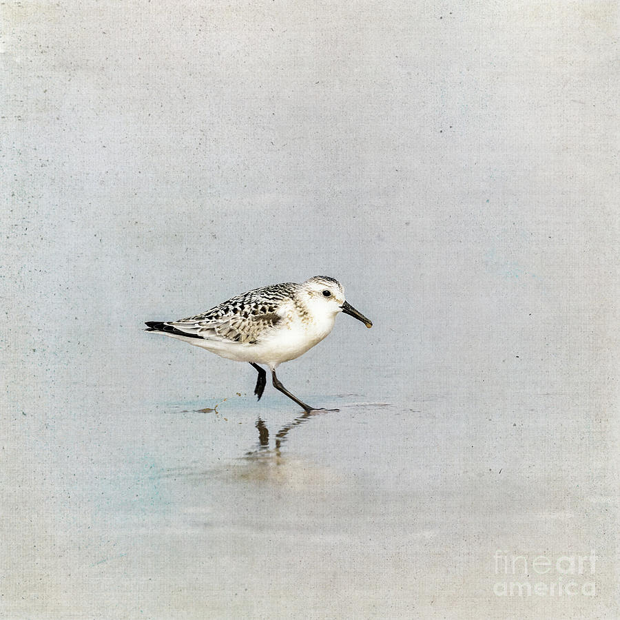 Becasseau Sanderling in the shaddows Photograph by Jane Rix