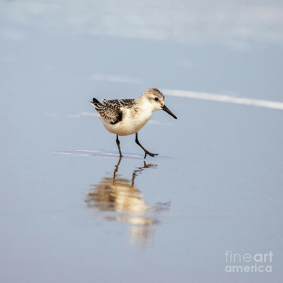 Sandpiper Photograph - Becasseau Sanderling on the beach by Jane Rix