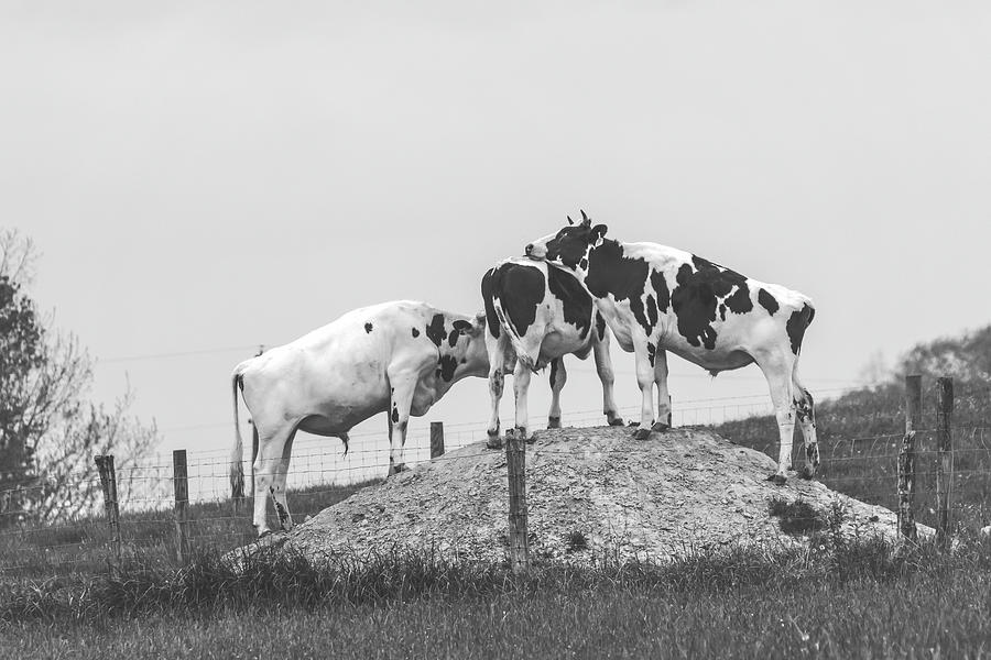 Cow Photograph - Because Its There Yall BW by Jim Love